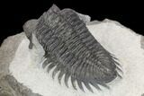 Coltraneia Trilobite Fossil - Huge Faceted Eyes #125239-4